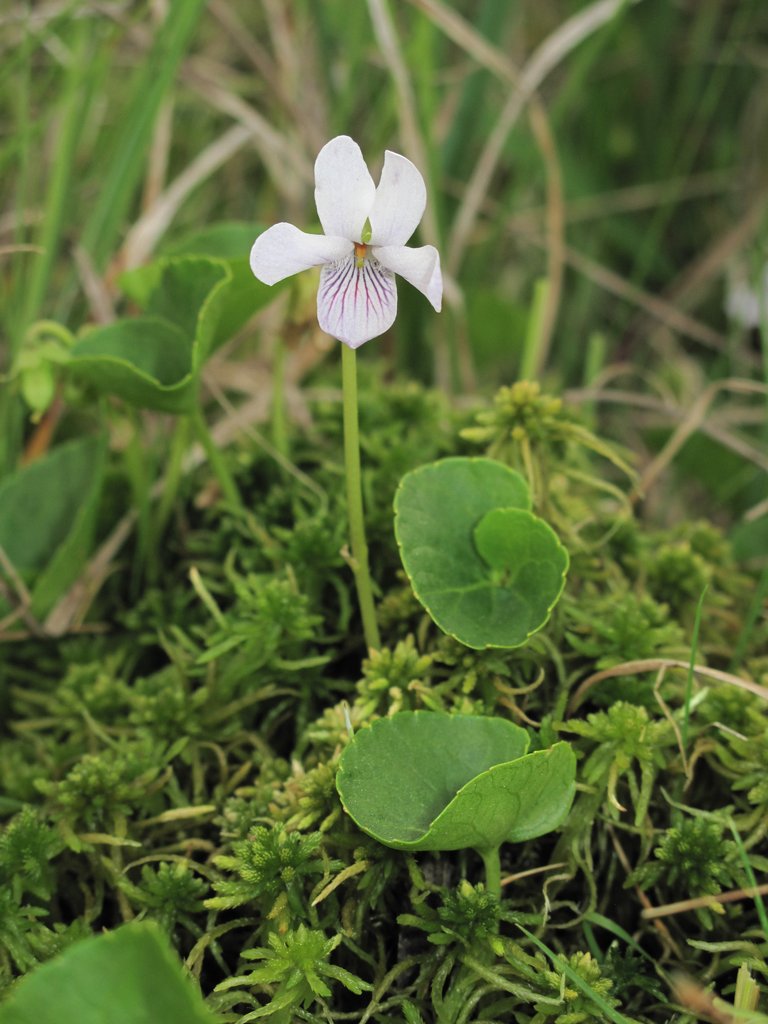Viola palustris